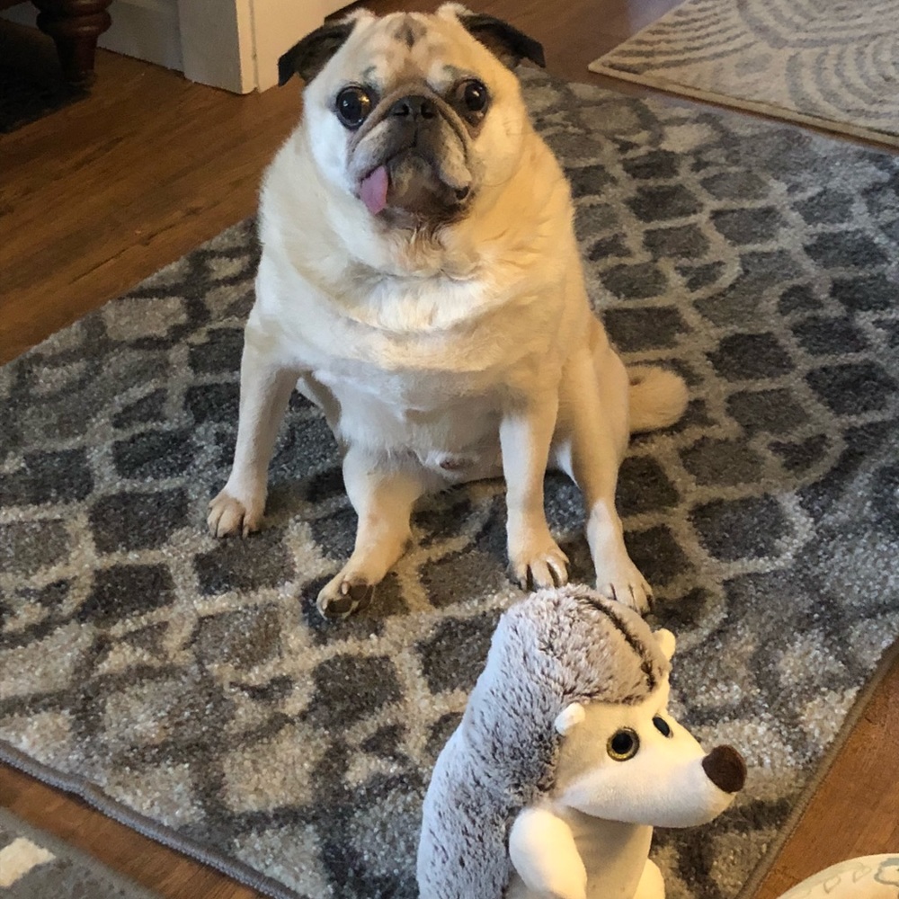 Our Pug